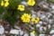 Smelly wallflower Erysimum odoratum