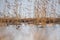 The smew bird couple Mergellus albellus at lake