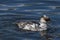 Smew Duck in England, UK