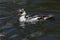 Smew Duck in England, UK