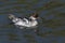 Smew Duck in England, UK