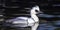 Smew duck, mergellus albellus