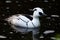 Smew (Mergellus albellus).