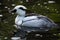 Smew (Mergellus albellus).