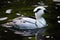 Smew (Mergellus albellus).