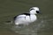 Smew Mergellus albellus.