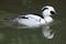 Smew Mergellus albellus.