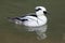 Smew Mergellus albellus.