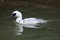 Smew Mergellus albellus.