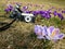 Smiena camera and crocuses, PoznaÅ„, Poland