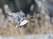 Smient, Eurasian Wigeon, Anas penelope