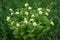 Smilacina racemosa - Multiflower Cluster