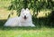 Smile of adorable white samoyed puppy dog