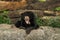 Smile black bear in zoo