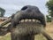 Smile Buffalo, close up with amazing big teeth in rural rice field