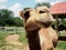 Smile Camel in a farm