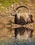 Smile goat resting on the water