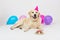 Smile Golden Retriever dog with balloons on birthday party