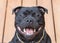Smile on a happy staffordshire bull terrier dog
