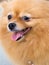 Smile Mature pomeranian dog