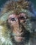 The smile of the monkey, The Barbary macaque Macaca sylvanus