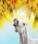 Smile white horse on background of sunny autumn foliage
