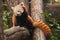 Smiles. Red Panda cat bear -  cute little fluffy red animal similar to a raccoon from the mountainous areas of China climbs