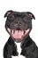 Smiley staffordshire bull terrier dog