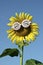 Smiley Sunflower wearing funny glasses