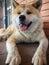 Smiling Akita-Inu dog lying on a tiled floor