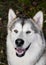 Smiling Alaskan malamute dog with brown eyes