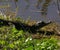 Smiling Alligator at the Viera Wetlands in Florida