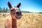 A smiling Alpaca in New Zealand. The image is funny and humorous