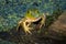 Smiling American Bullfrog (Lithobates catesbeianus)