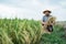 Smiling asian farmer during harvesting paddy rice