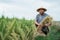 Smiling asian farmer during harvesting paddy rice