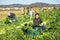 Smiling Asian woman vegetable grower picking crop of celery on farm field