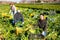 Smiling Asian woman vegetable grower picking crop of celery on farm field