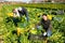 Smiling Asian woman vegetable grower picking crop of celery on farm field