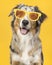 Smiling australian shepherd dog wearing yellow summer glasses on a yellow background