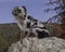 Smiling Australian Shepherd Puppy Sitting on a Marble Boulder