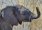 Smiling baby elephant with a bowing trunk