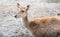 Smiling Beautiful Litte Deer on Dry Arid Terrain