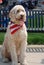A smiling beige Goldendoodle dog with a USA flag around his neck standing at attention..