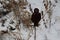 Smiling black crow figure silhouette winter