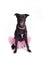 Smiling Black Mixed-Breed Dog in Pink Tutu and Pea