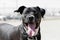 Smiling black pitbull posing for a natural portrait