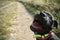 Smiling black puppy of staffordshire bullterier