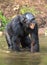 Smiling Bonobo standing in water of the pond.