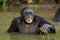 Smiling Bonobo in the water.